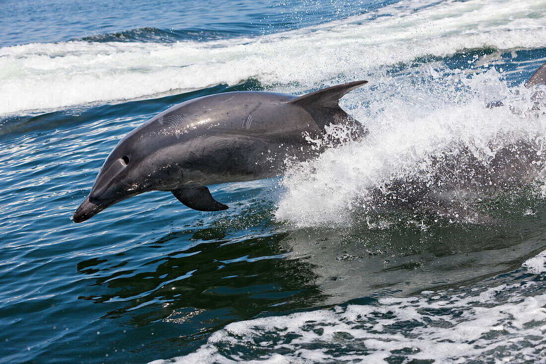 Bottlenose Dolphin, Tursiops truncatus, Walvis Bay, Namibia