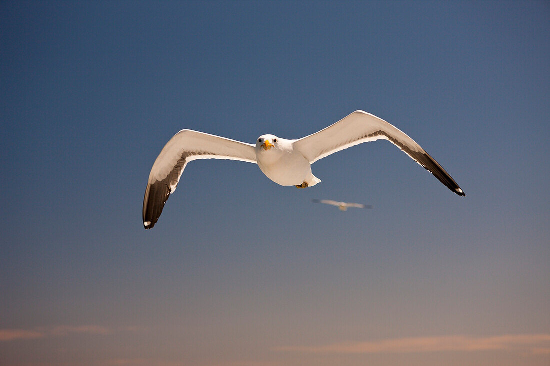 Dominikanermoewe im Flug, Larus dominicanus, Walvis Bay, Namibia