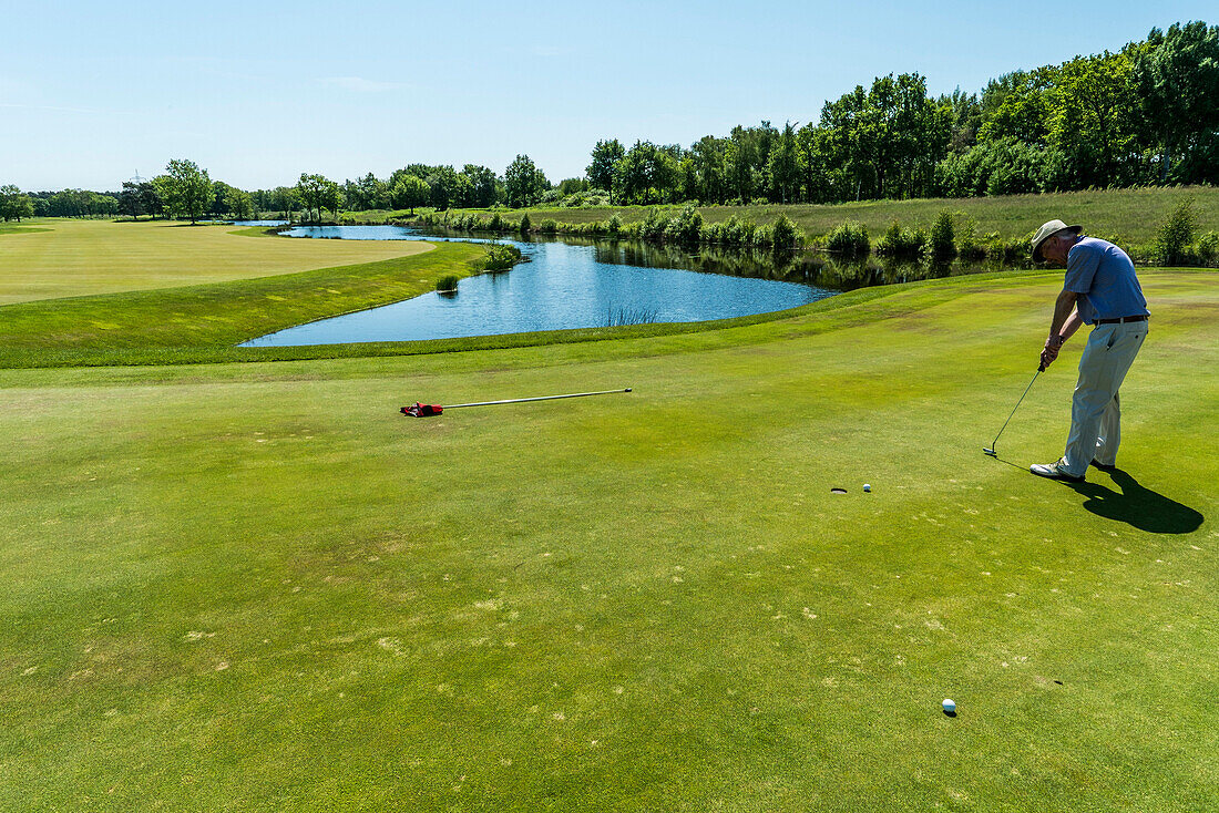 Golfer putting on the green, Winsen, Schleswig-Holstein, Germany