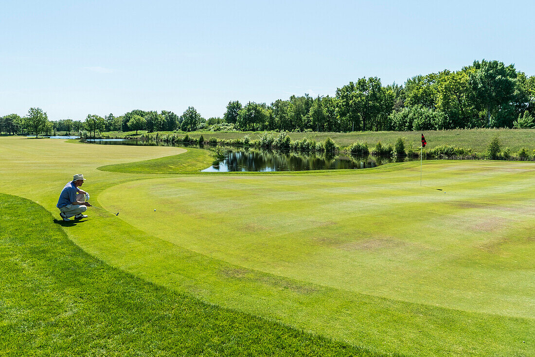 Golfer putting on the green, Winsen, Schleswig-Holstein, Germany