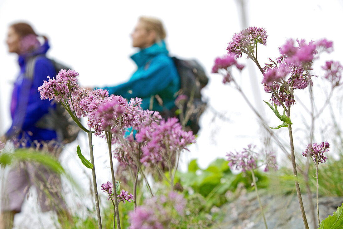 Two female hikers walking the Alpe-Adria-Trail, Nockberge, Carinthia, Austria