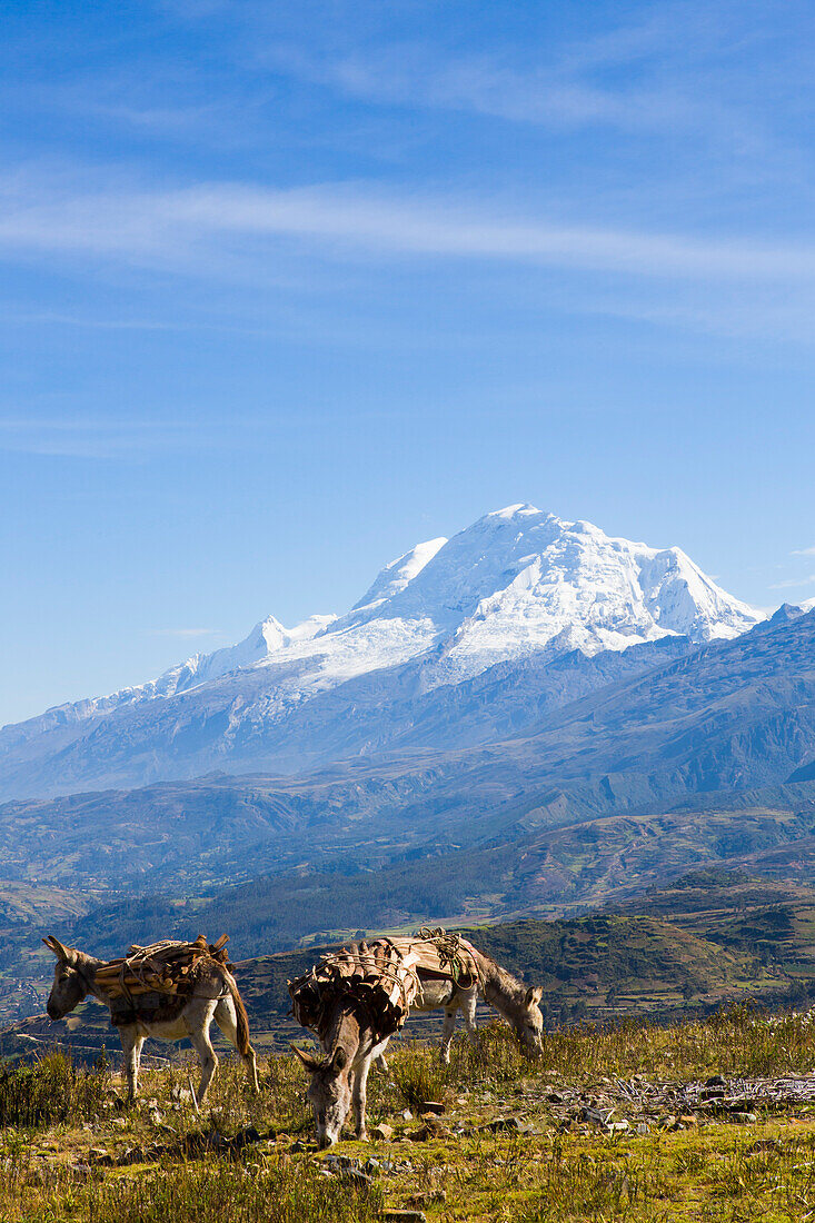 Donkeys carrying firewood, Huascaran, Pashpa, Ishinca Valley, Huaraz, Ancash, Cordillera Blanca, Andes, Peru