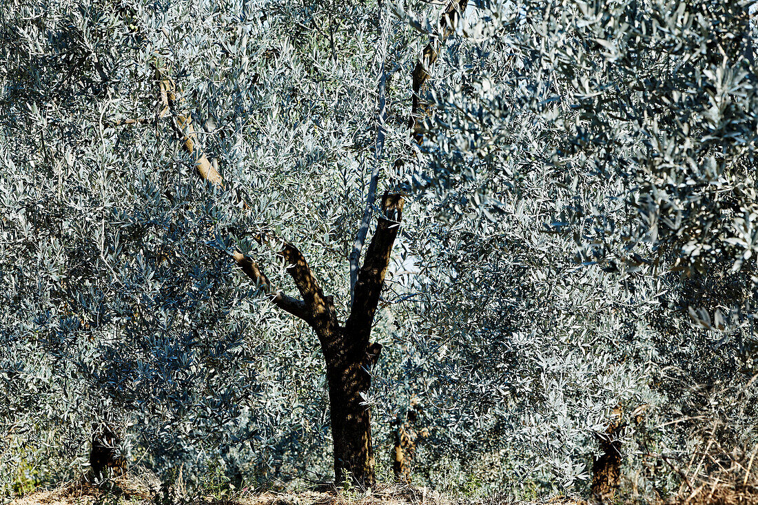 Olivenbaum, San Gimignano, Toskana, Italien