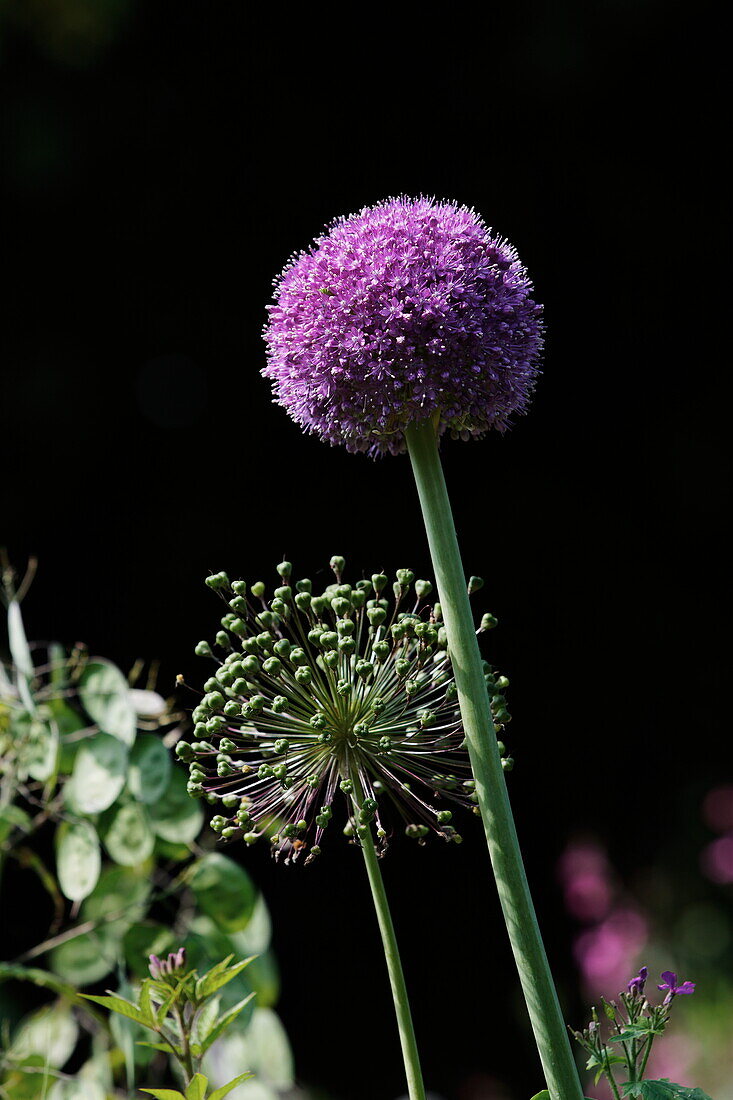 Flowering Allium, Jardins de Claude Monet, Giverny, Normandy, France