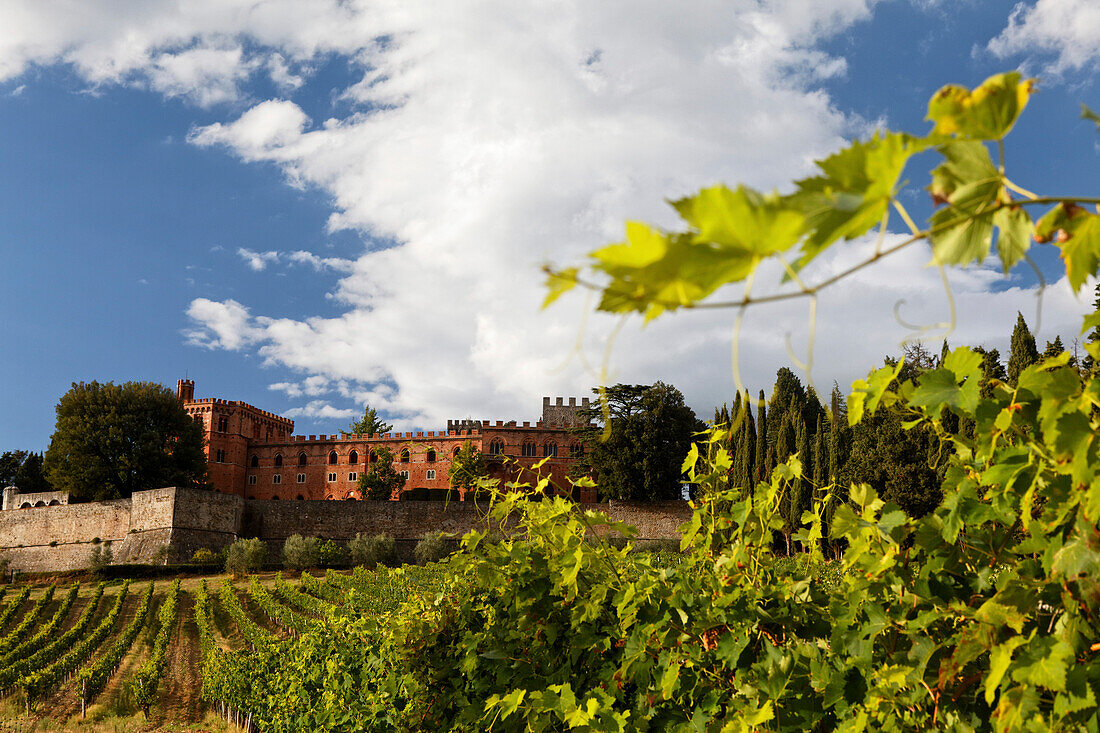Castello di Bolio, the oldest Tuscan winery, Gaiole in Chianti, Tuscany, Italy
