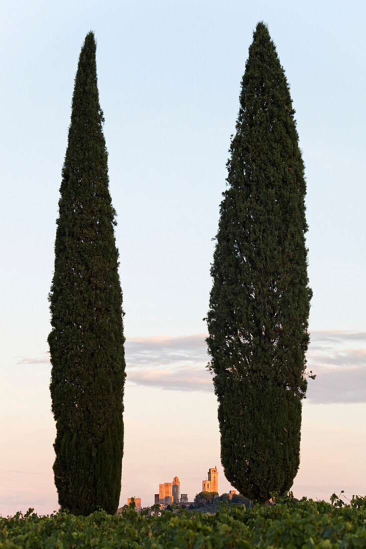Cypresses and some of the towers of San Gimignano, Tuscany, Italy