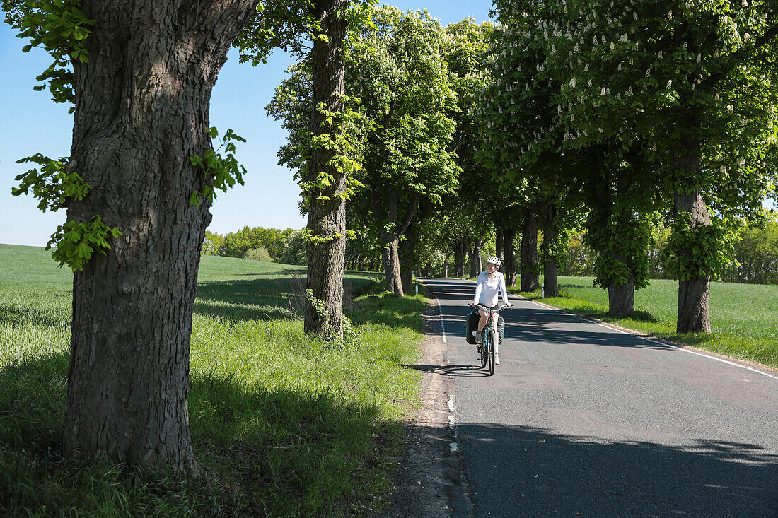 Cyclist passing a chestnut-lined avenue, near Boitzenburg, Uckermark, Brandenburg, Germany