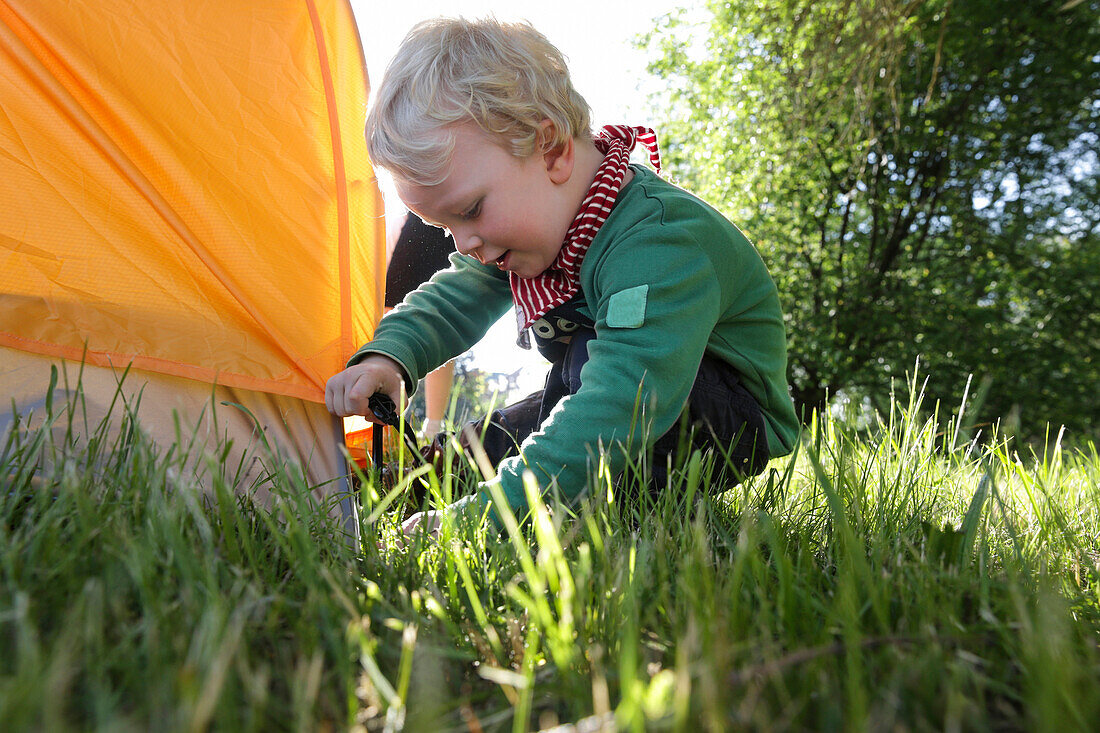 Boy (2 years) putting up a tent, Wesenberg, Mecklenburg-Western Pomerania, Germany