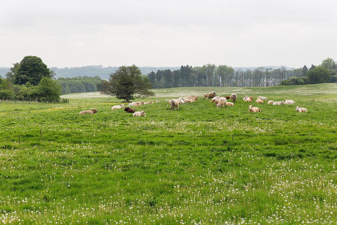 Cattle on pasture, scenery near lake Tollensesee, Mecklenburg-Western Pomerania, Germany