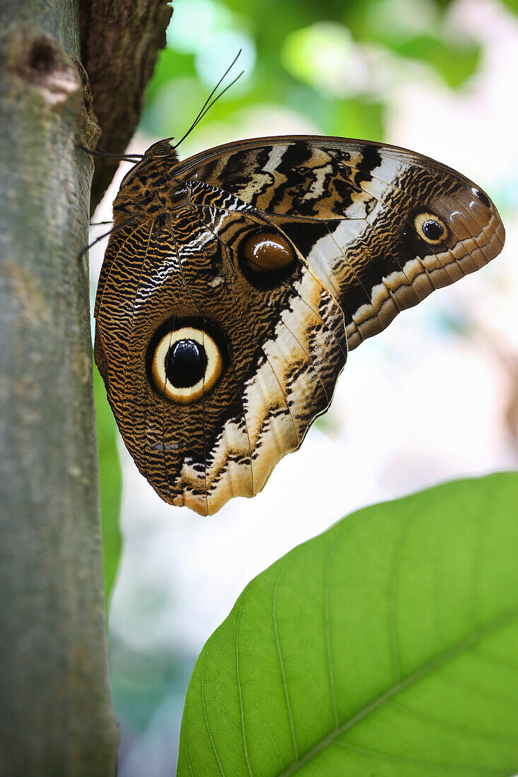 Butterfly, butterfly house, Botanical Garden, Leipzig, Sachsen, Deutschland