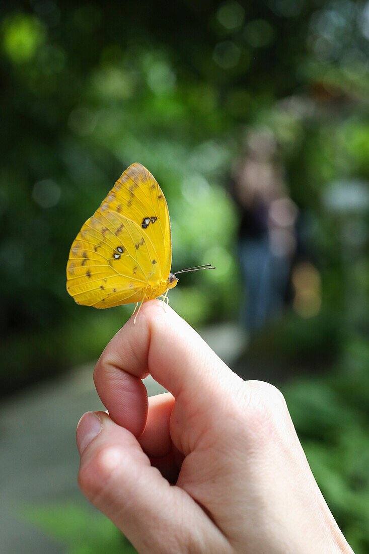 Gelber Schmetterling auf einer Hand, Schmetterlingshaus, Botanischer Garten, Leipzig, Saxony, Germany