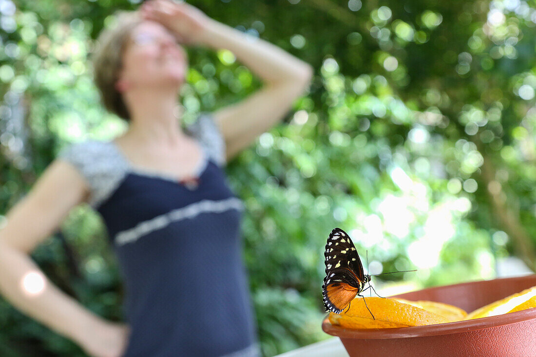 Frau betrachtet Schmetterlinge, Schmetterlingshaus, Botanischer Garten, Leipzig, Saxony, Germany
