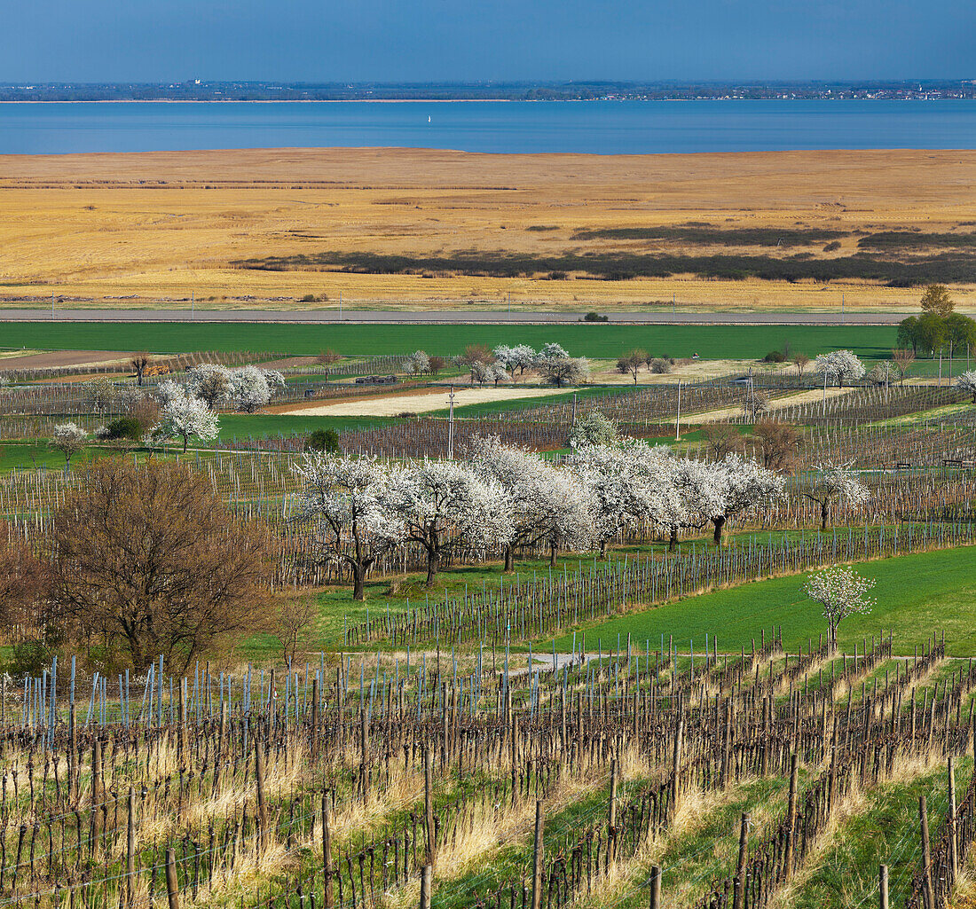 Vineyards and cherry blossom near Donnerskirchen, lake Neusiedl, Burgenland, Austria