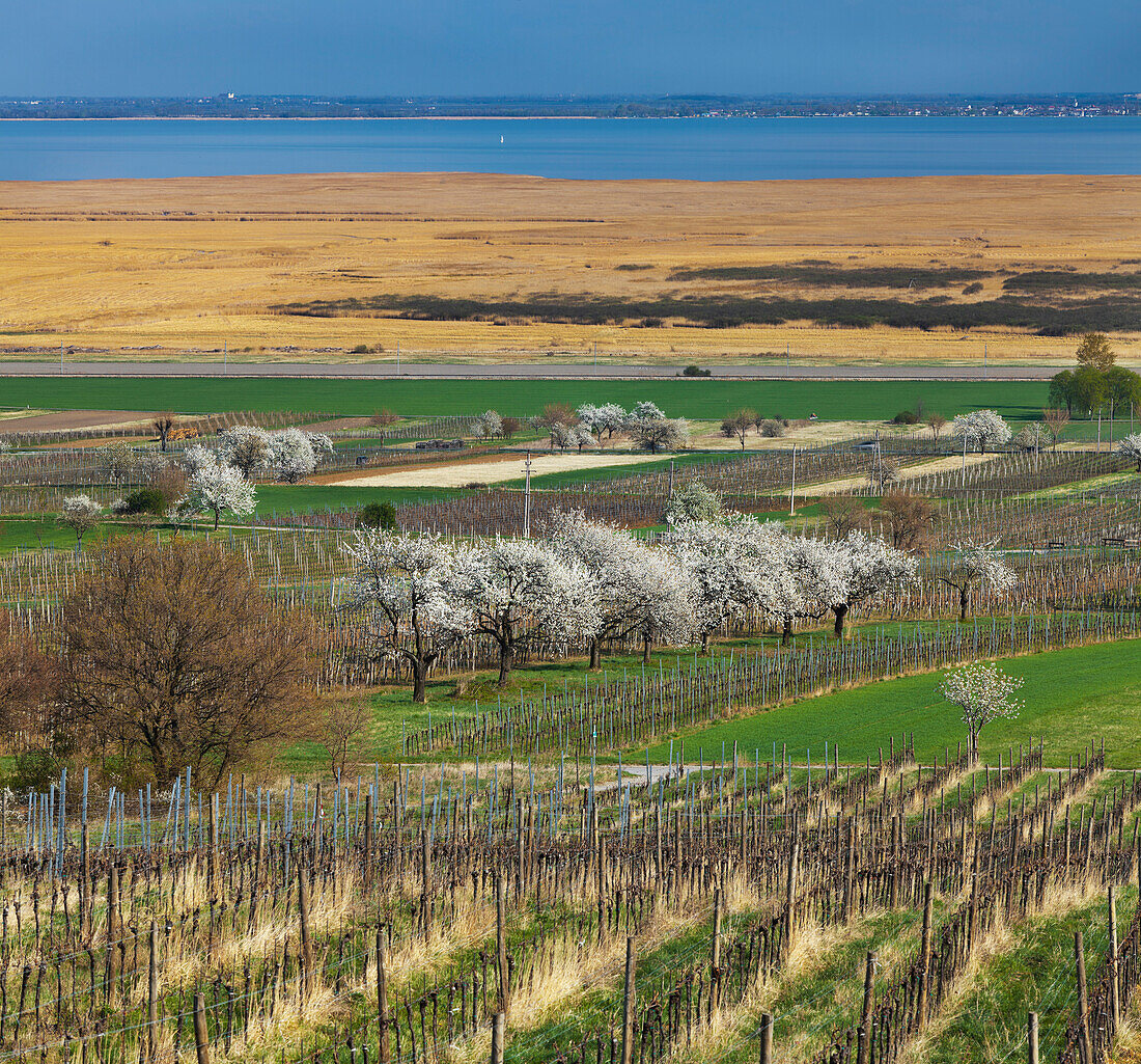 Weinberge nahe Donnerskirchen, Kirschblüte, Neusiedlersee, Burgenland, Österreich