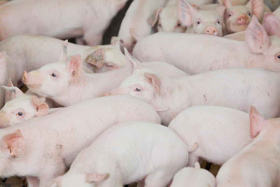 Piglets on a pig farm, Lower Austria, Austria