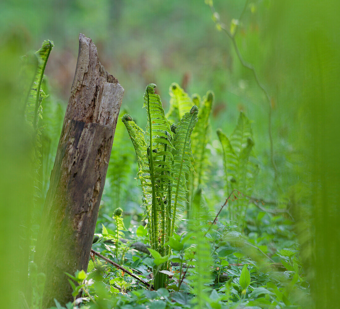 Young ferns in a forest, Upper Austria, Austria
