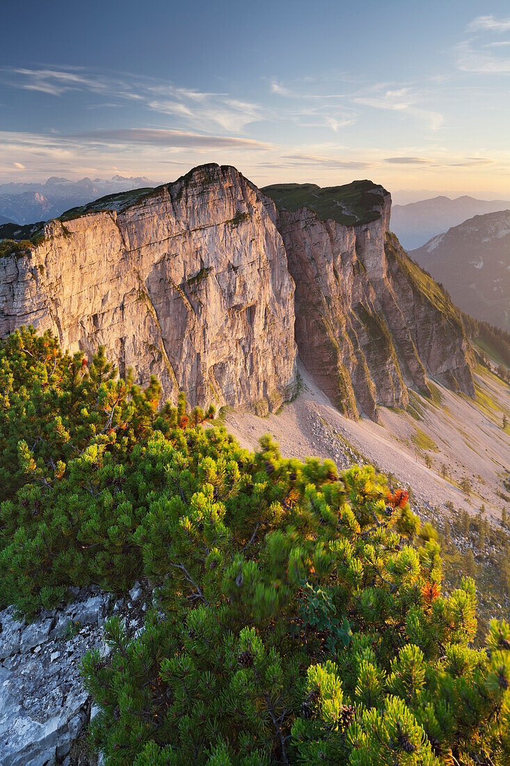 Loser Nordwand with mountain pines, Ausseerland, Salzkammergut, Styria, Austria