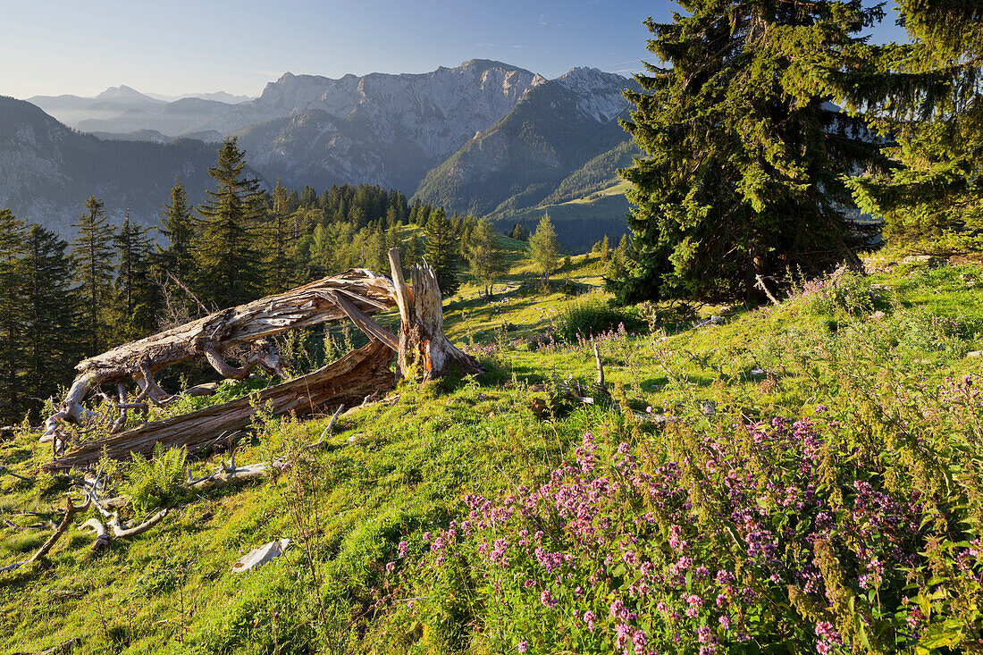 Blick von Thorhöhe auf Gamsfeld (2027m), Postalm, Salzburg Land, Österreich