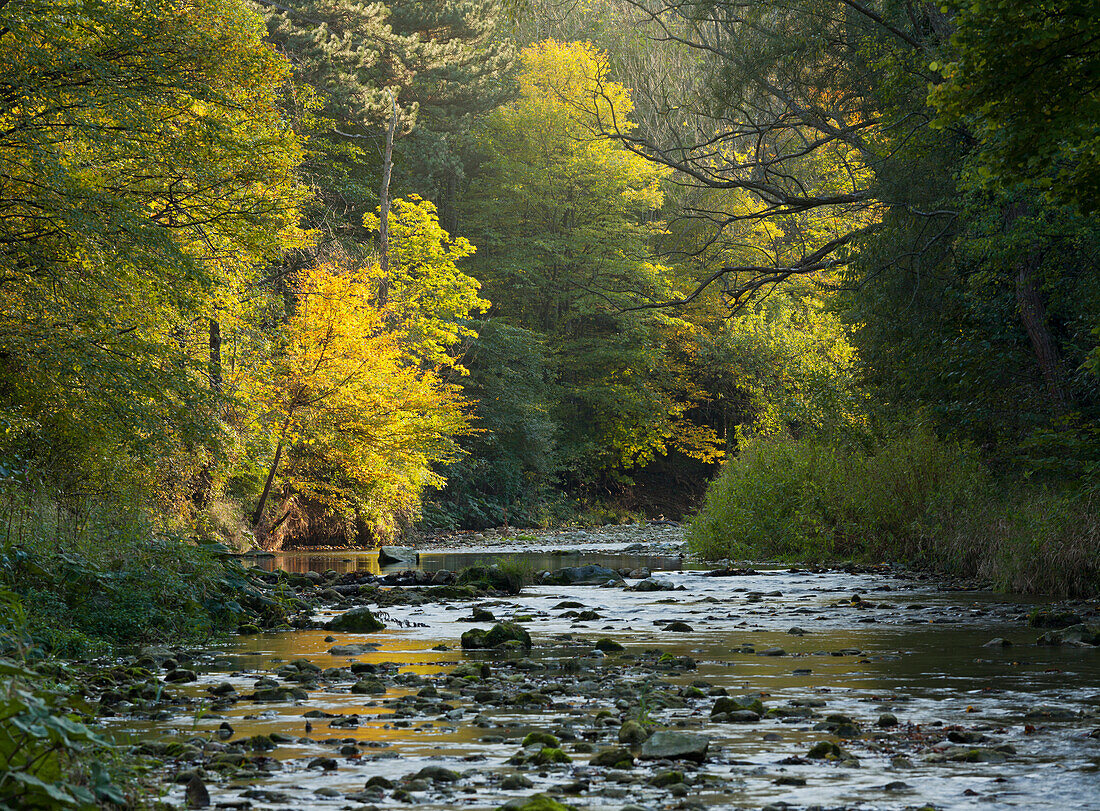 River Schwechat, Helental, Baden near Wien, Lower Austria, Austria