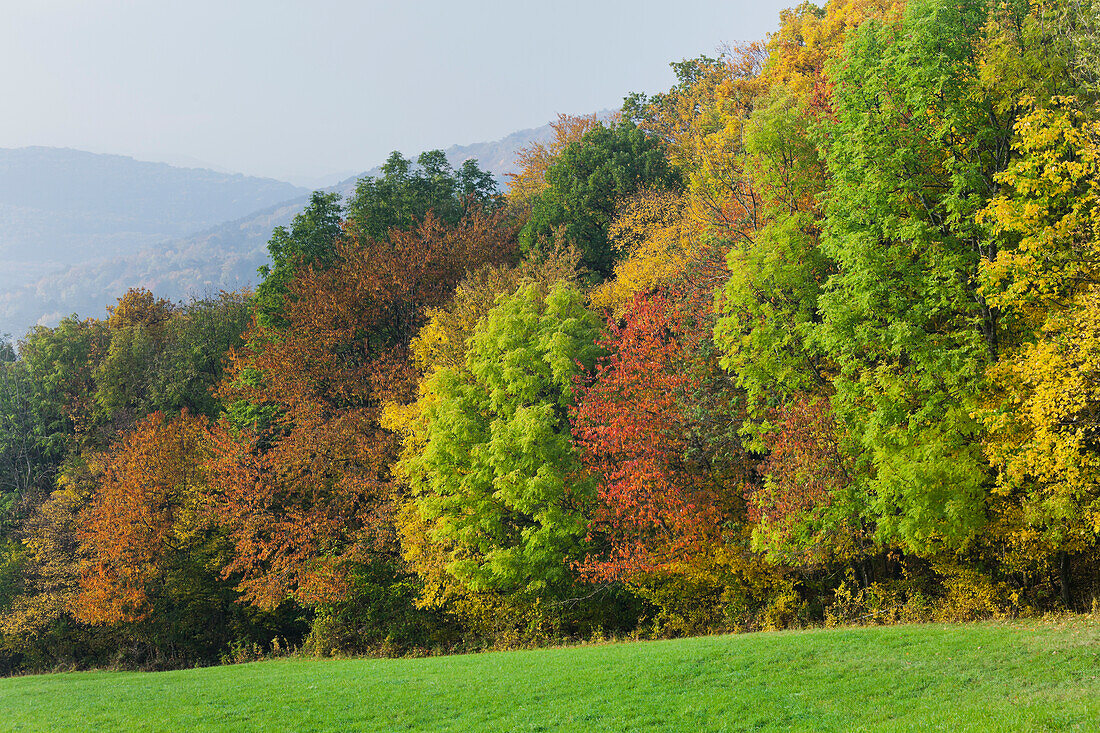 Autumn in Wienerwald, Mixed forest near Schwarzensee, Lower Austria, Austria