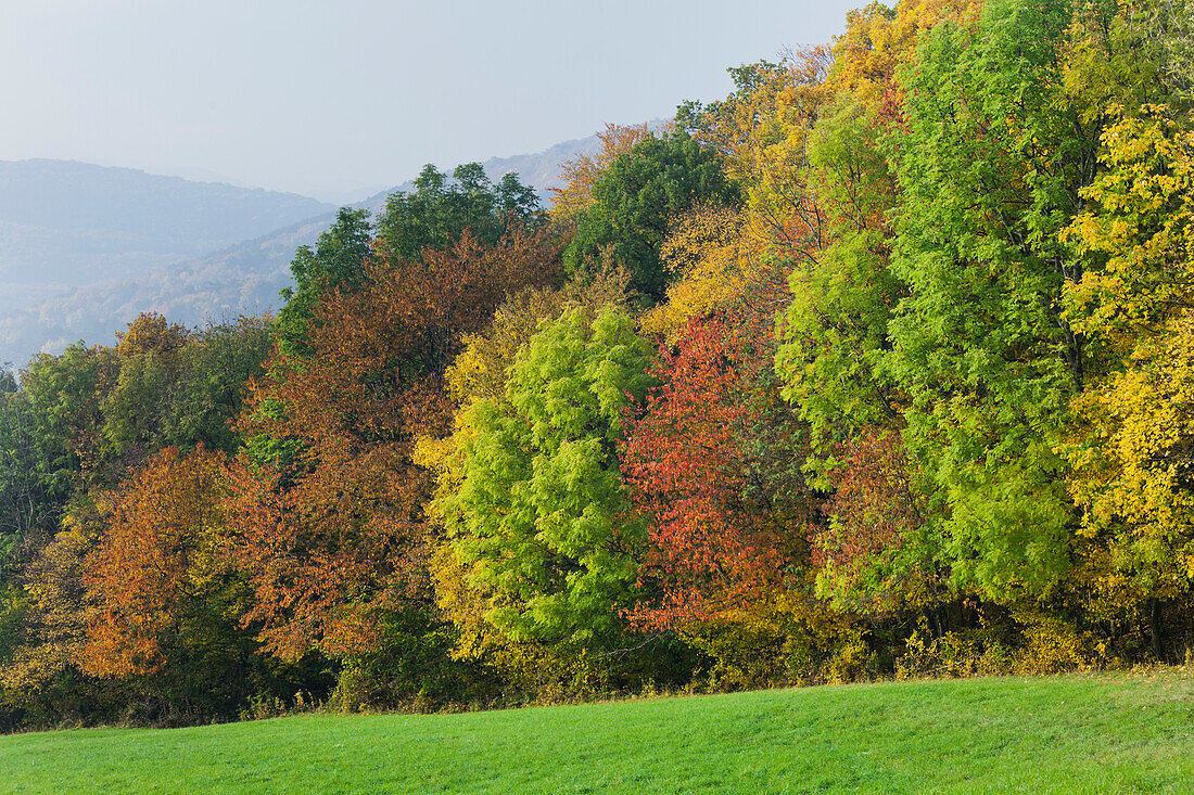 Herbst im Wienerwald, Laubmischwald bei Schwarzensee, Niederösterreich, Österreich