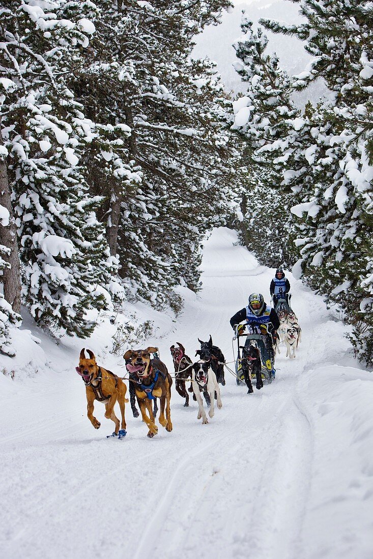 Pirena Advance is a 15 days long sleddog race across the Pyrenees  Spain-France-Andorra Scoring for the world sleddog championship, it is one of the reference races in Europe  It has been held between January and February for 22 years Pirena  Sled  Dog  R