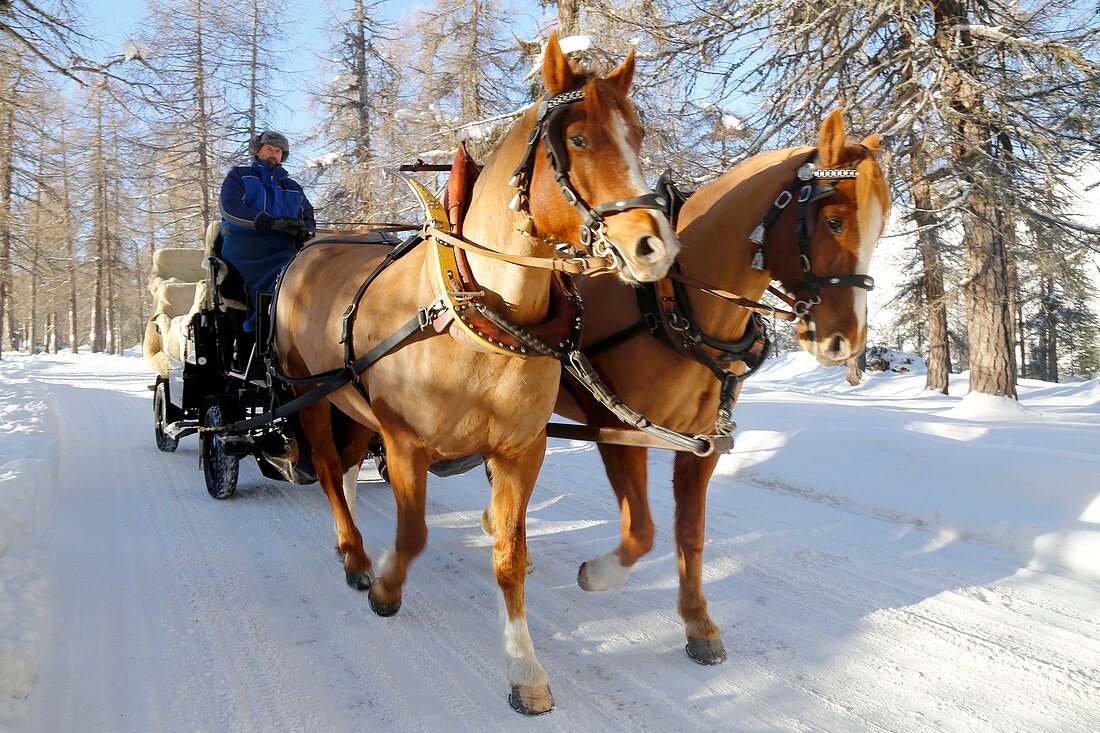 Switzerland, The Graubunden canton, Sils Maria village, Gian Coretti two horses carriage barouche