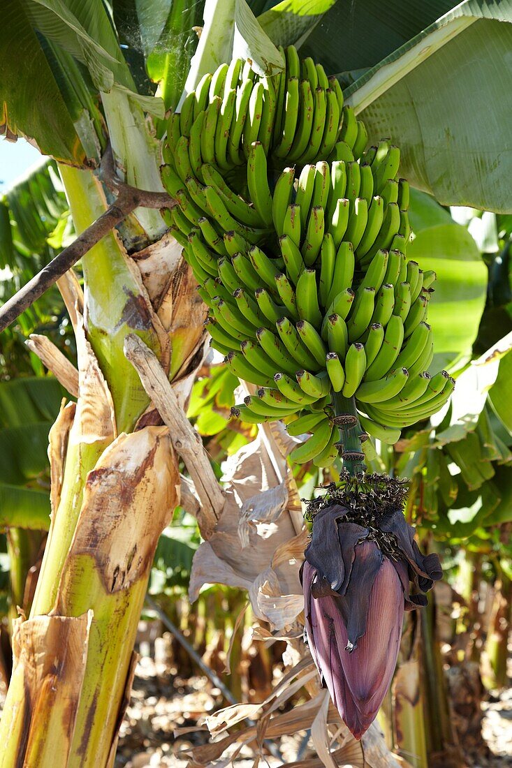 Bananenstaude, Teneriffa, Kanarische Inseln, Spanien.