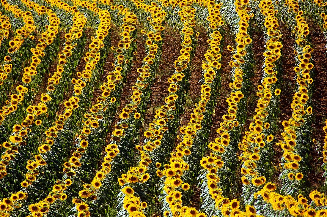 France-Midi Pyrénnées-Gers- Pilgrimage way to Santiago de Compostela  Sunflowers near Manciet.