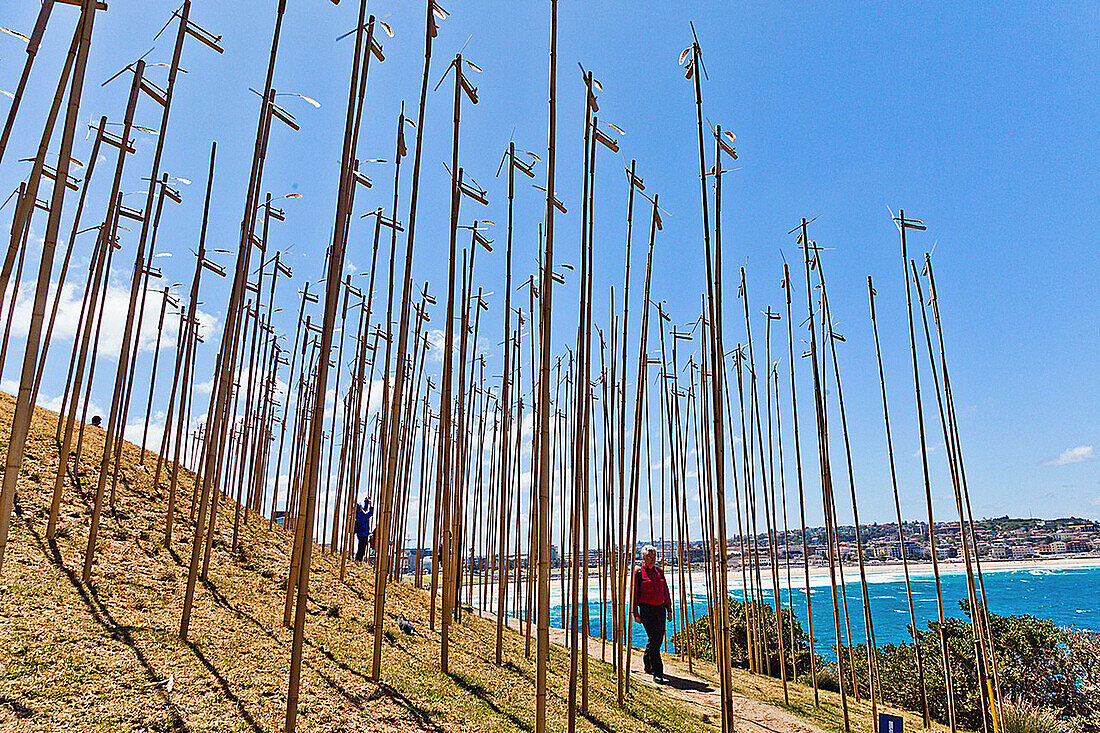 Sculpture by the Sea, annual exhibition at the Bondi - Tamarama coastal walk  ´Bamboo´ instalation by Cave Urban  This wind-driven instalation of 222 bamboo ´bird-scarers´ tuned to D-minor began as a reflection on 222 lives lost in the Bali bombings