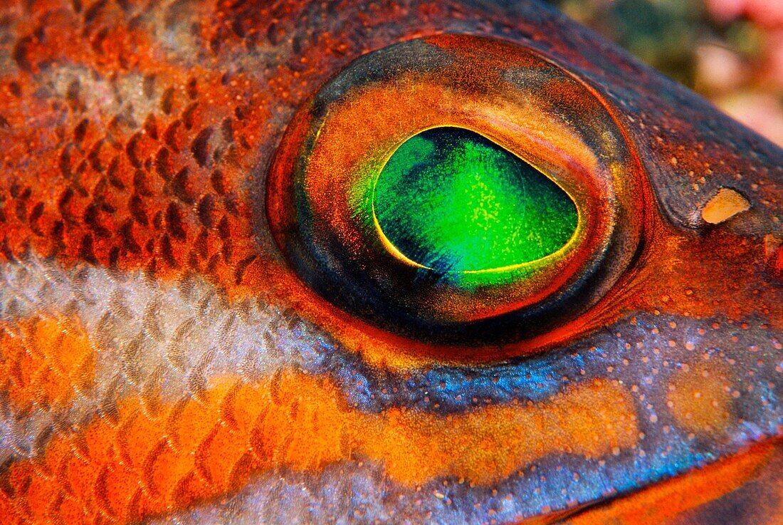 Comber eye Serranus cabrilla  Eastern Atlantic, Galicia, Spain