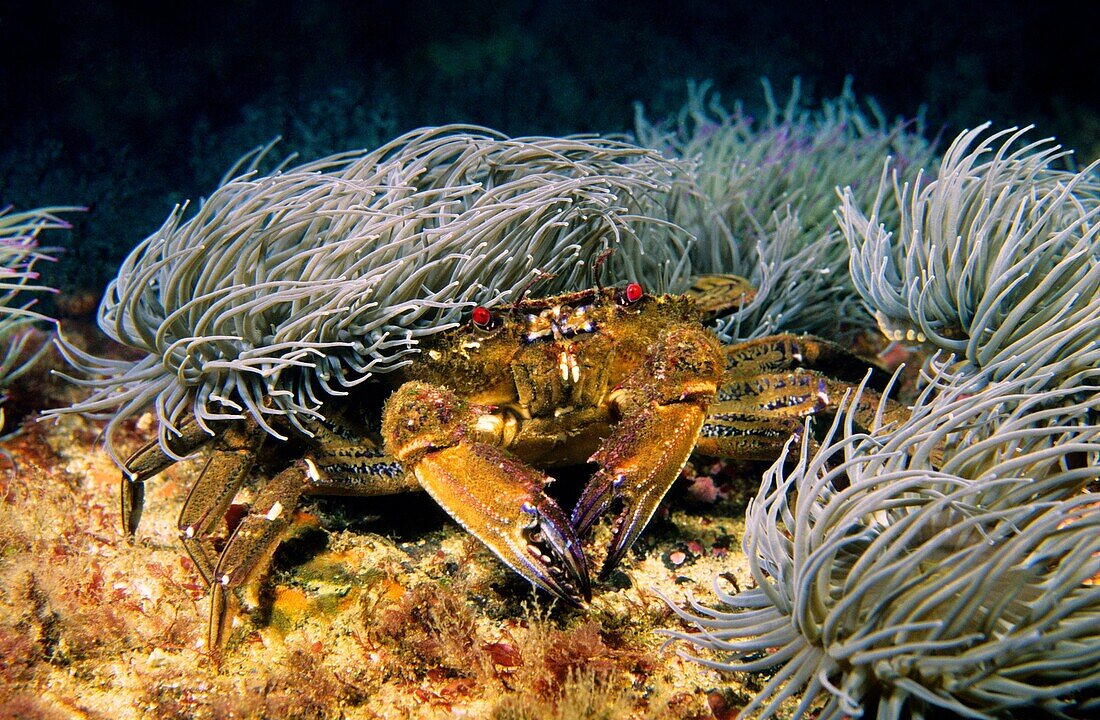 Swimming crab  Velvet fiddler  Devil crab below Sea anemone to protect themselves from predators Necora puber  Eastern Atlantic  Galicia  Spain