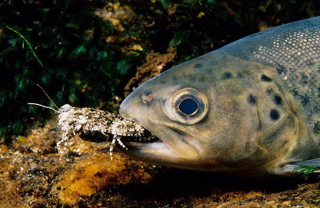 Freshwater Rivers  Sea Trout Salmo trutta trutta devouring grasshopper  Tea river, Galicia, Spain