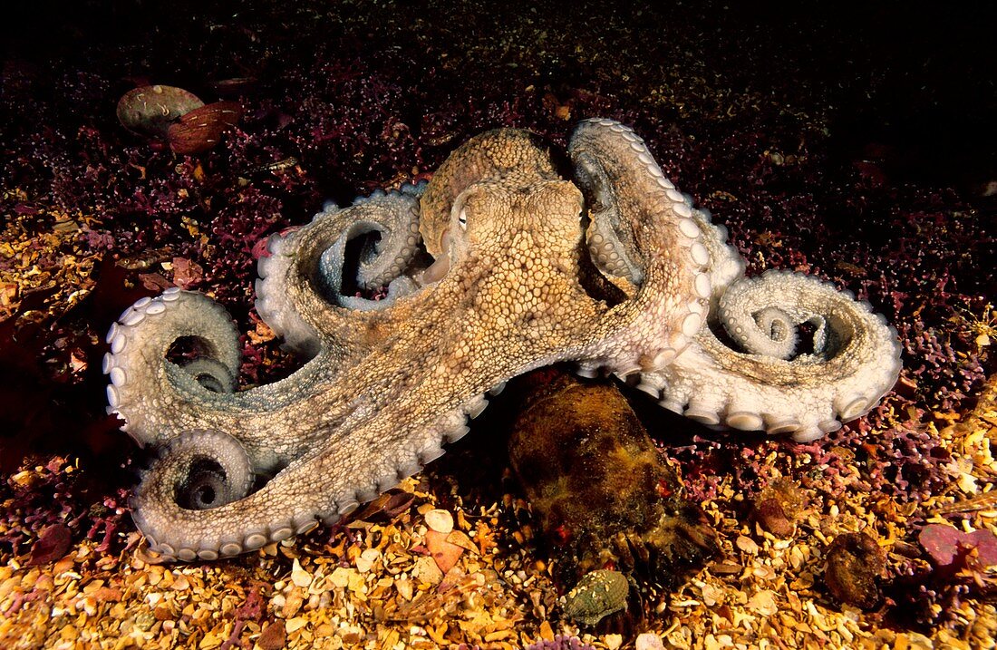 Octopus Octopus vulgaris devouring Little cape town lobster Scyllarus arctus  Eastern Atlantic  Galicia  Spain