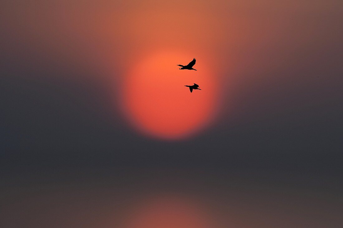 Cormorants Phalacrocorax carbo going to roost at sunset