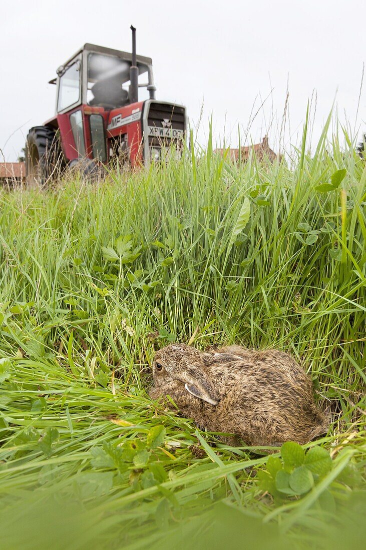 Young Brown Hare Lepus europaeus hiding in grassland & approaching tractor