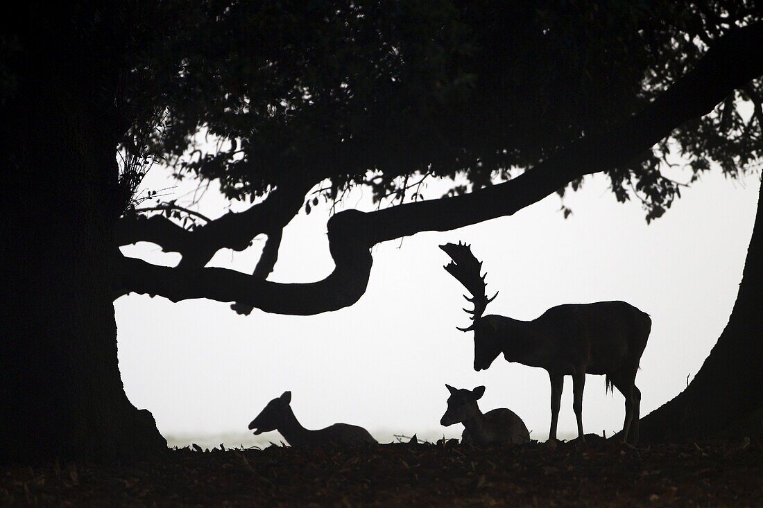 Fallow Deer Cervus dama Does and buck