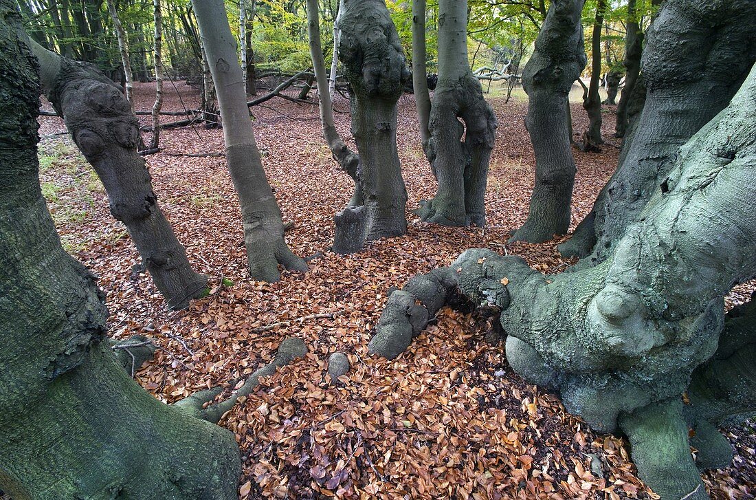 Epping Forest Essex Ancient Beech pollarded Fagus sylvatica in Autumn