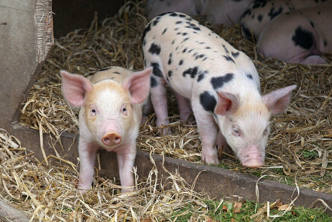 Gloucester Oldspot Piglets looking from sty, rare breed