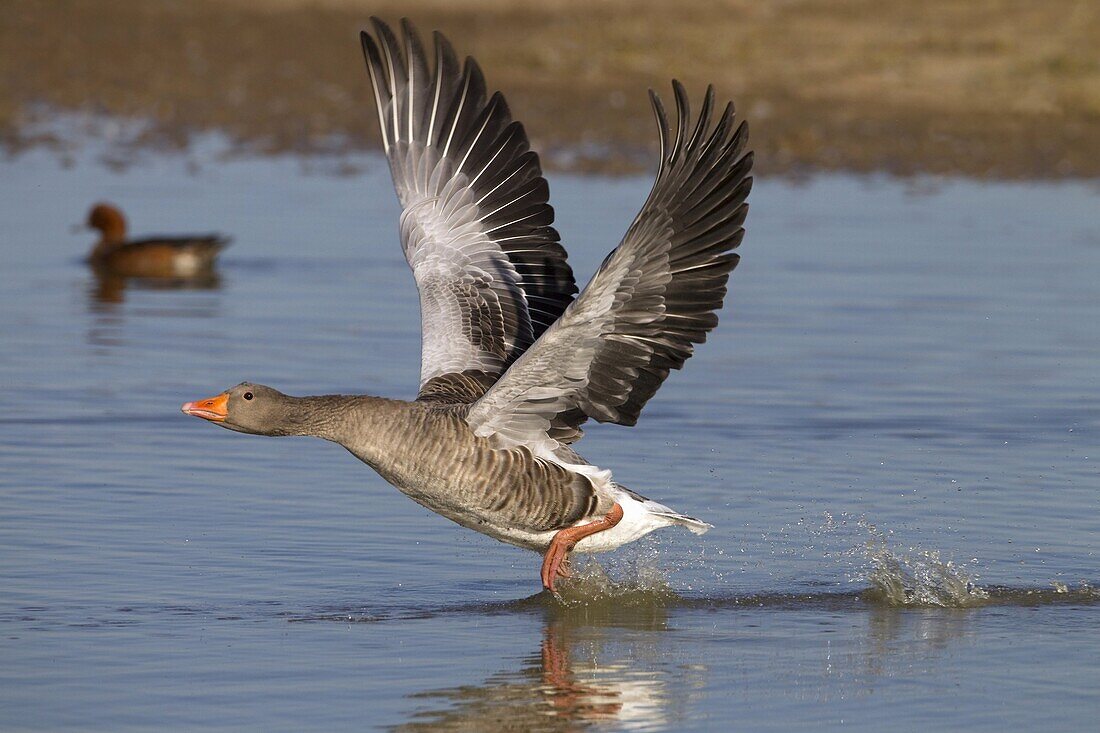 Greylag Goose Anser anser taking off from coastal pool