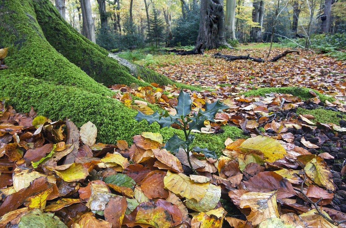 Beech Fagus sylvatica trunk moss and autumn leaves Felbrigg Great Wood Norfolk UK Early November