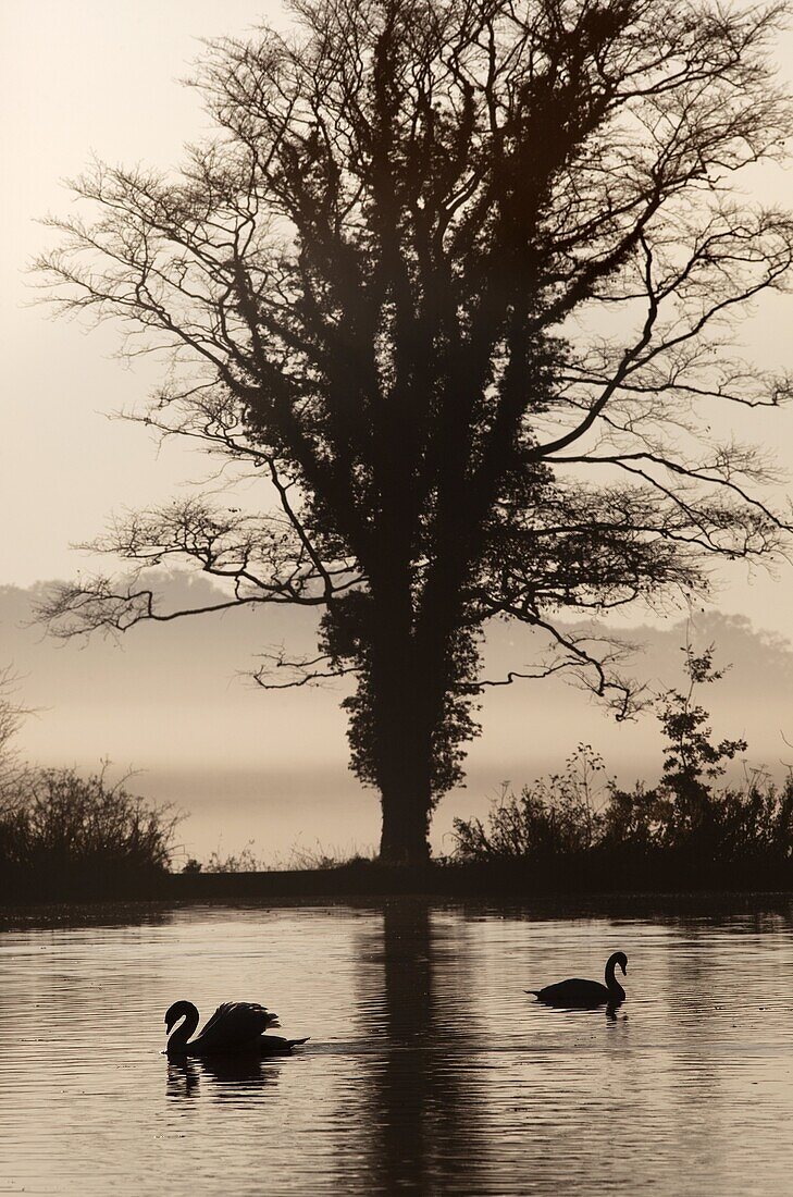 Mute Swans at Sunrise on foggy morning