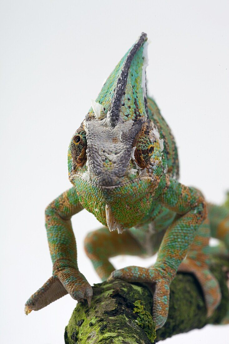 Yemen or Veiled Chameleon Chamaeleo calytratus showing eyes in different directions