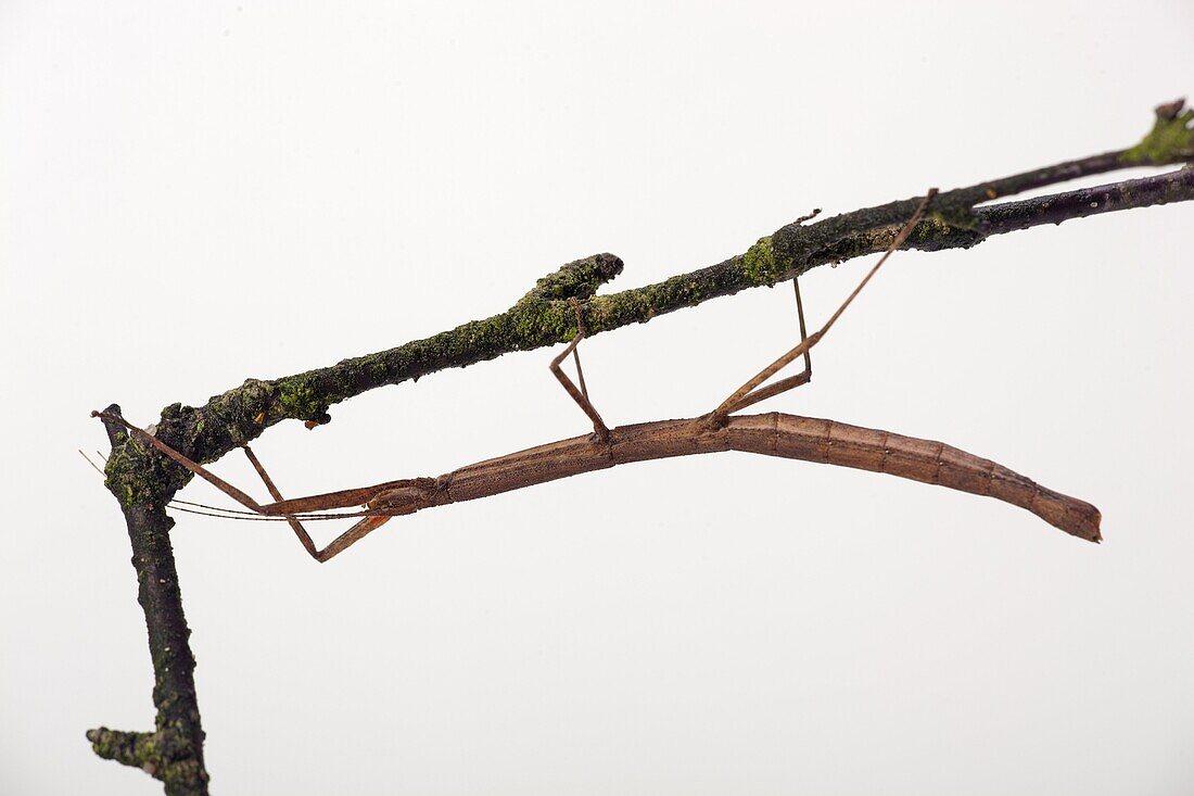 Stick insect Carausis morosus on twig
