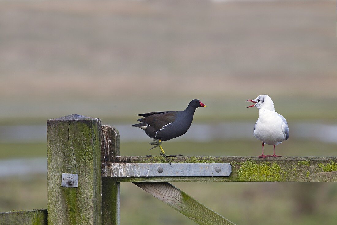 Black Headed Gull Larus Ridibundus and Moorhen on fence