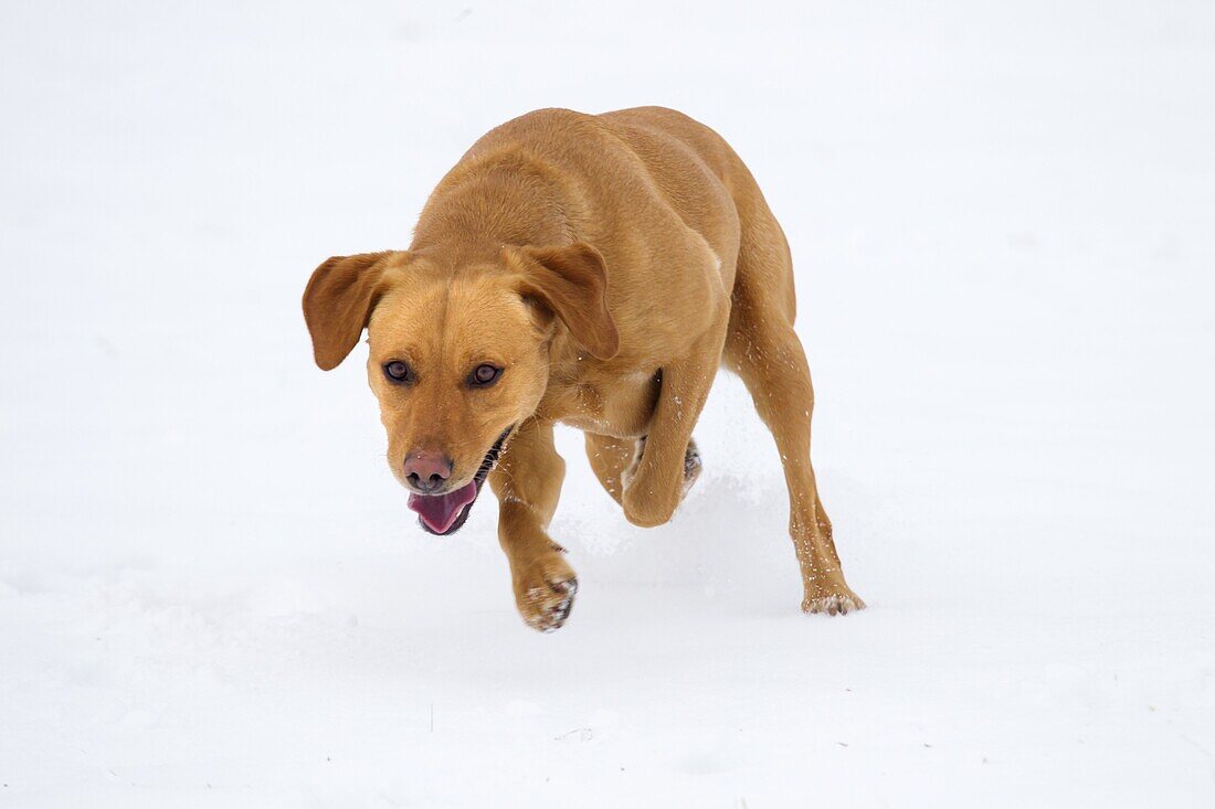 Yellow Labrador portrait in snow