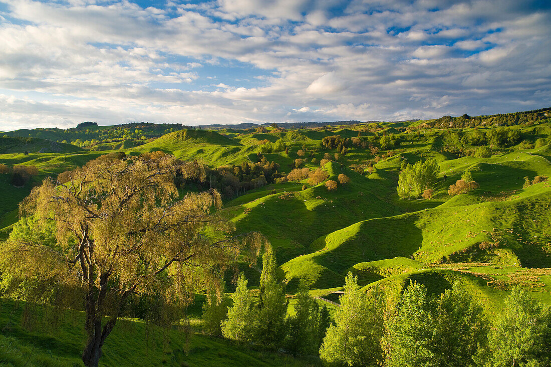 Green hills in rural landscape,  Taihape, Rangitikei District, north island, New Zealand