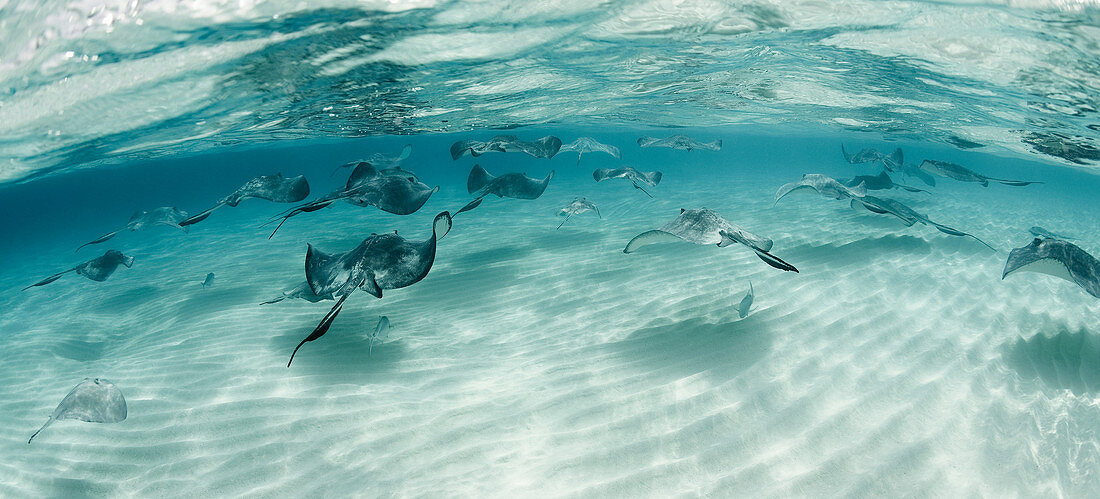 Rays swimming underwater