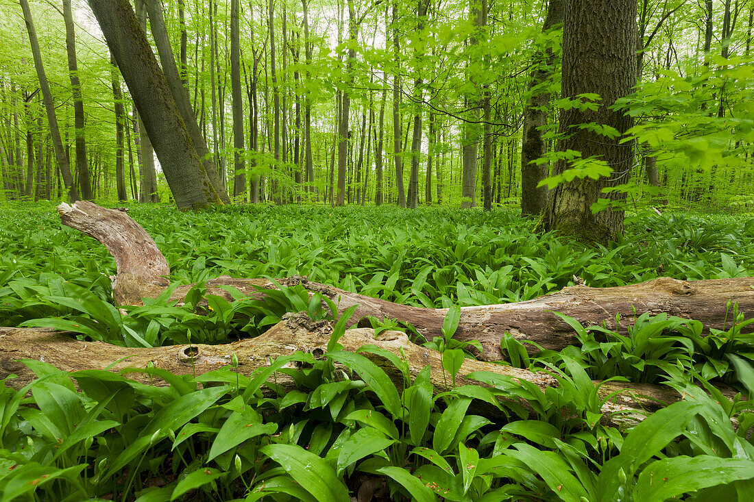 Beech forest in Hainich National Park in Spring with a carpet of wild garlic in the foreground, Thuringia, Germany