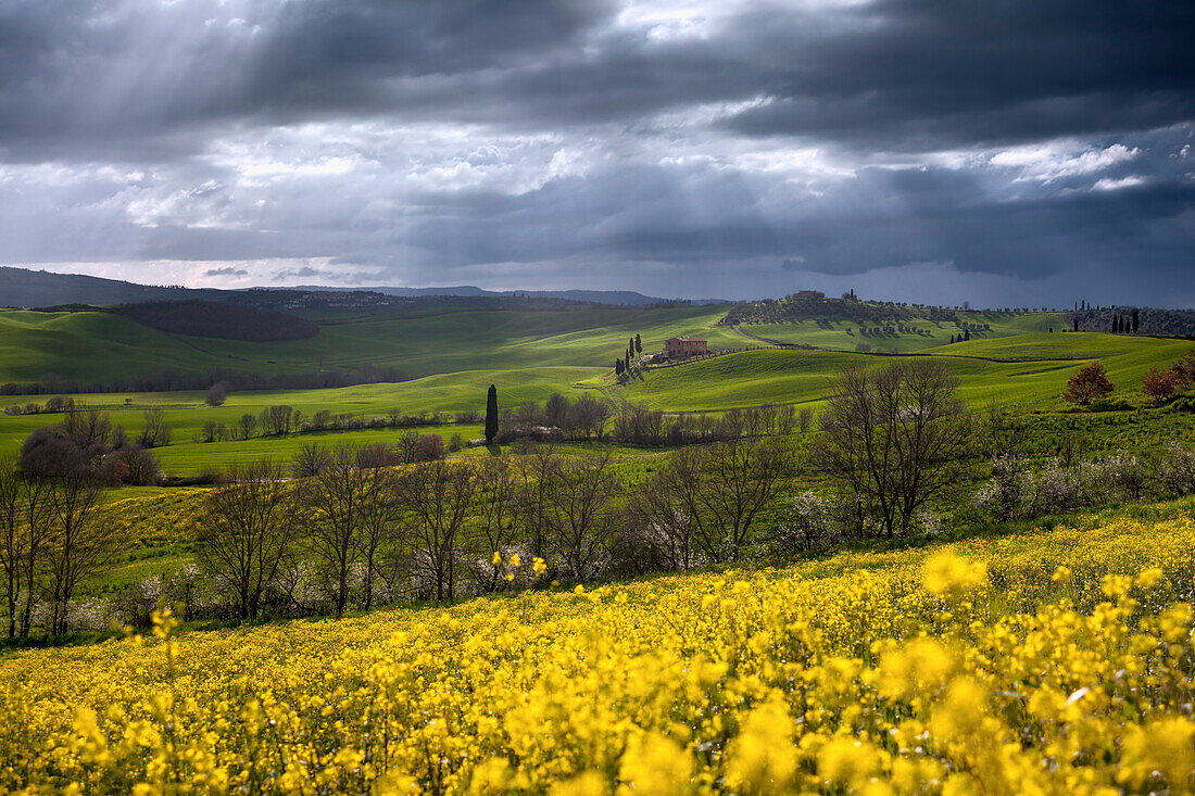 Tuscan hills of the Val d'Orcia in Spring with blooming canola in the foreground, Pienza, Tuscany, Italy